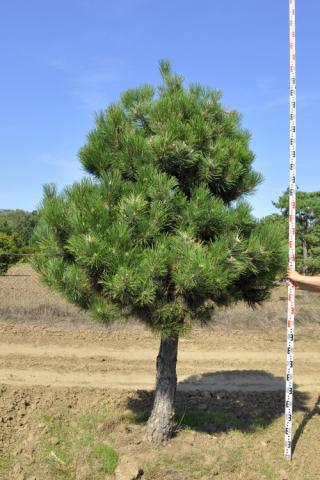 Pinus nigra ssp.nigra | kmínek 100-150
